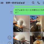 おばあちゃんにLINEで『カフェにいた犬の写真』を送った結果→思わずニヤける『返信内容』に54万再生の反響「かわいい」「逆におもろいｗ」(ブログ)