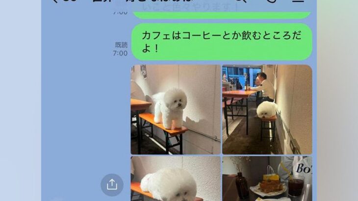 おばあちゃんにLINEで『カフェにいた犬の写真』を送った結果→思わずニヤける『返信内容』に54万再生の反響「かわいい」「逆におもろいｗ」(ブログ)
