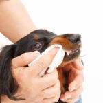 犬のニオイを抑えるための『適切なお手入れ』5選　なぜ臭くなってしまうの？(ブログ)