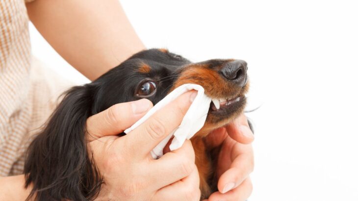 犬のニオイを抑えるための『適切なお手入れ』5選　なぜ臭くなってしまうの？(ブログ)