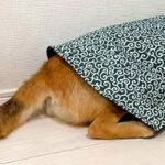 犬を叱った結果、ふてくされてしまい…まるで人間の子どものような『哀愁漂う光景』が48万再生「全身で訴えてて草」「あらら…可愛すぎるｗ」(ブログ)