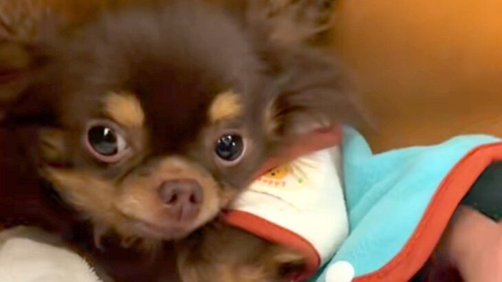 『不安でブルブル震える保護犬』をお迎え→３ヶ月、愛情を注ぎ続けた結果…あまりにも愛おしい『変化』に反響「巡り合えてよかった」「幸せだね」(ブログ)