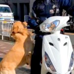 大型犬の散歩中『バイクに乗った警察官』と遭遇→微笑ましすぎる『まさかの対応』が35万再生「大好きが溢れてる」「なんて素敵な関係」と絶賛(ブログ)