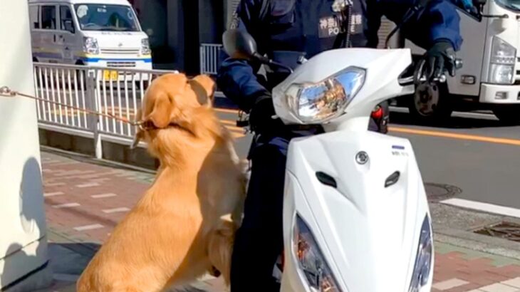 大型犬の散歩中『バイクに乗った警察官』と遭遇→微笑ましすぎる『まさかの対応』が35万再生「大好きが溢れてる」「なんて素敵な関係」と絶賛(ブログ)