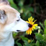 犬が好む『臭いもの』５選　どんなニオイに魅力を感じるの？衛生面は大丈夫？(ブログ)