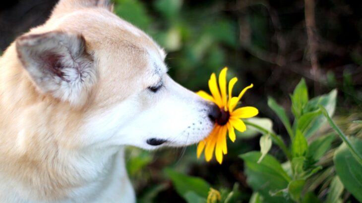 犬が好む『臭いもの』５選　どんなニオイに魅力を感じるの？衛生面は大丈夫？(ブログ)