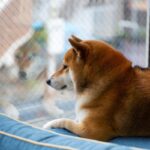 犬が『ひとりぼっち』だと思っているときにみせる行動5選　勘違いさせないためにはどうしたらいいの？(ブログ)
