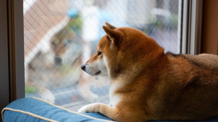 犬が『ひとりぼっち』だと思っているときにみせる行動5選　勘違いさせないためにはどうしたらいいの？(ブログ)