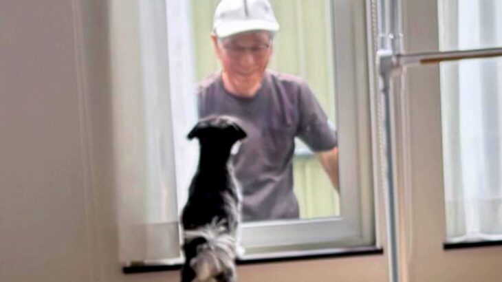 年齢差69歳のおじいちゃんと犬→本当の『祖父と孫』のようで…思わず涙する『家族愛に溢れた日常』が70万再生「長生きして」「全てほっこり」(ブログ)