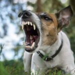 犬が『本気噛み』する前にみせるサイン3選　ケガや事故を未然に防ぐために確認すべきことまで(ブログ)