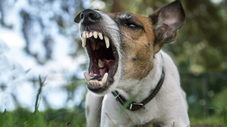 犬が『本気噛み』する前にみせるサイン3選　ケガや事故を未然に防ぐために確認すべきことまで(ブログ)