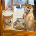 家に帰ったら、ドアの向こうで『2匹の犬』が気付いて…それぞれのお出迎え方法に爆笑「ドラムロールで草」「やかましくて最高ｗｗ」と4万再生(ブログ)