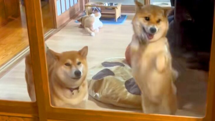 家に帰ったら、ドアの向こうで『2匹の犬』が気付いて…それぞれのお出迎え方法に爆笑「ドラムロールで草」「やかましくて最高ｗｗ」と4万再生(ブログ)
