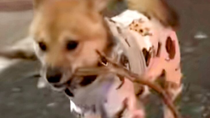犬が散歩中に『枝』を発見→可愛らしいなと思ったら…まさかの『想像を超える長さ』に反響「思った以上に長いｗ」「大物ゲットで嬉しそう」(ブログ)