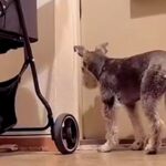 いつも玄関で待機している2匹の犬→ある日、『今日は1匹しかいないな』と思ったら…カメラが捉えた『まさかの光景』に反響「気づかんかったｗ」(ブログ)