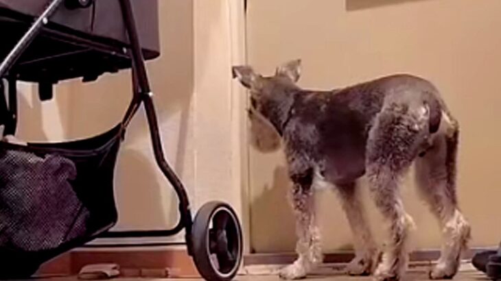 いつも玄関で待機している2匹の犬→ある日、『今日は1匹しかいないな』と思ったら…カメラが捉えた『まさかの光景』に反響「気づかんかったｗ」(ブログ)