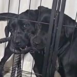 大型犬の親子が喧嘩→ヒートアップしてきたので『一言』伝えた、次の瞬間…まさかのリアクションが75万再生「平和な解決策」「最後笑ったｗ」(ブログ)