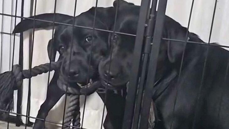 大型犬の親子が喧嘩→ヒートアップしてきたので『一言』伝えた、次の瞬間…まさかのリアクションが75万再生「平和な解決策」「最後笑ったｗ」(ブログ)