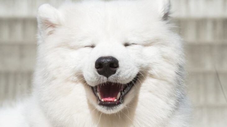 犬が大喜びする『撫で方』4選　愛犬を満足させる接し方や適切なタイミングまで解説(ブログ)