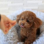 犬が飼い主の言うことを聞かなくなる『5つの原因』わがままな性格にさせるタブー行為とは？(ブログ)