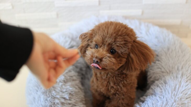 犬が飼い主の言うことを聞かなくなる『5つの原因』わがままな性格にさせるタブー行為とは？(ブログ)