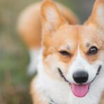 犬が『上機嫌になっている』ときにみせる仕草や行動5選　テンションがあがっているサインとは？(ブログ)