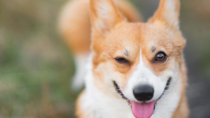 犬が『上機嫌になっている』ときにみせる仕草や行動5選　テンションがあがっているサインとは？(ブログ)