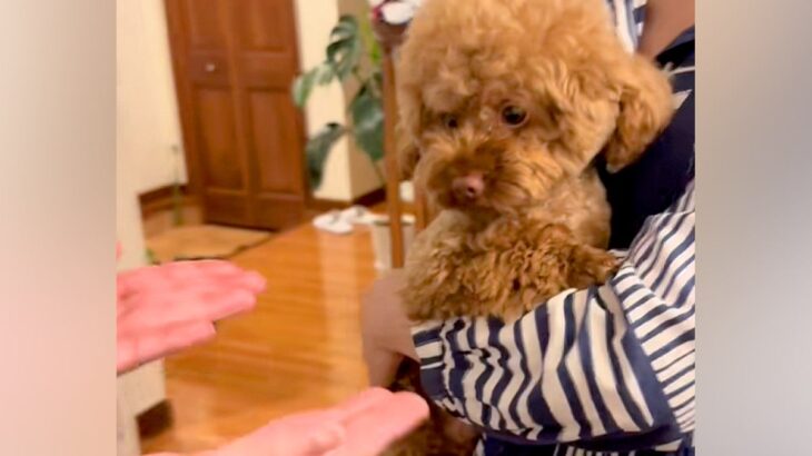 ママに抱っこされている犬→家族みんなで『おいで』と言うと…あまりにも尊い『拒否の仕方』が81万再生「愛めちゃくちゃ強い」「もう可愛すぎ」(ブログ)