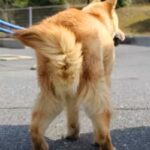 『病気だから』と道ばたで捨てられた犬→歩くことができずに…信じられない『まさかの結末』に涙が出ると27万再生「頑張った」「幸せ掴んだ」(ブログ)