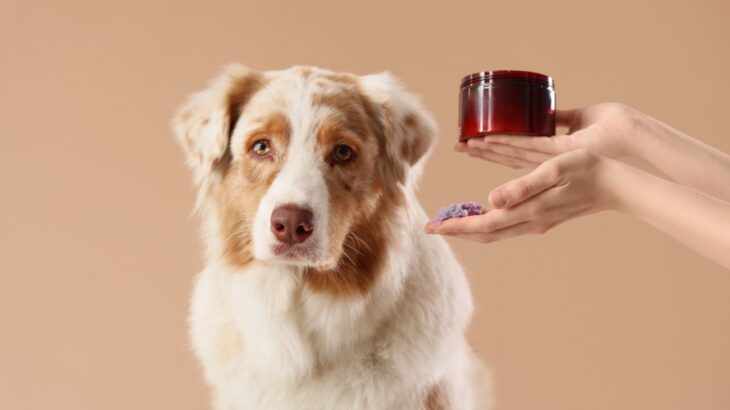 「うちの子に保湿って本当に必要？」獣医師が教える、意外と知らない犬のスキンケア入門(ブログ)