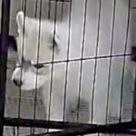 ケージにいるはずの子犬が、なぜか目の前にいて…録画に残っていた『衝撃の光景』が182万表示「犯人特定されてて草」「兄弟の絆ｗｗ」と絶賛(ブログ)