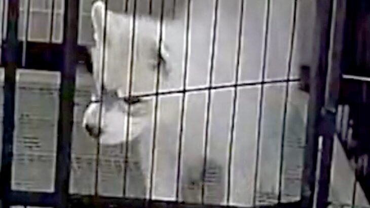 ケージにいるはずの子犬が、なぜか目の前にいて…録画に残っていた『衝撃の光景』が182万表示「犯人特定されてて草」「兄弟の絆ｗｗ」と絶賛(ブログ)