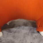 『見た目は魚肉ソーセージ』パツパツの服を犬に着せた結果→的確すぎる例えと愛おしい光景に３万いいね「情報量多くて好き」「ソーセージーヌｗ」(ブログ)