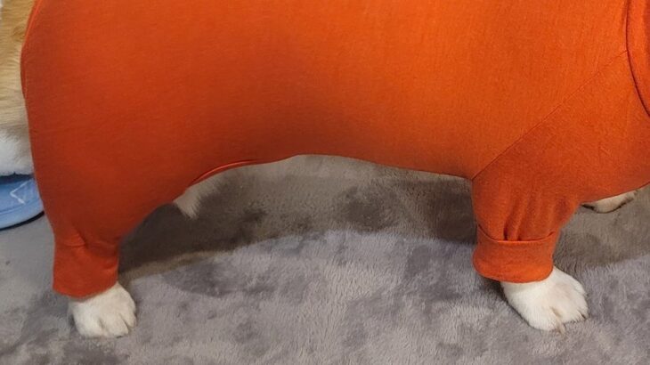 『見た目は魚肉ソーセージ』パツパツの服を犬に着せた結果→的確すぎる例えと愛おしい光景に３万いいね「情報量多くて好き」「ソーセージーヌｗ」(ブログ)