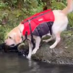 『超』がつくほどのビビり犬→川でパパが流されてしまった結果…想像以上に『葛藤する光景』が22万再生「危険ってわかって賢い」「可愛いｗ」(ブログ)