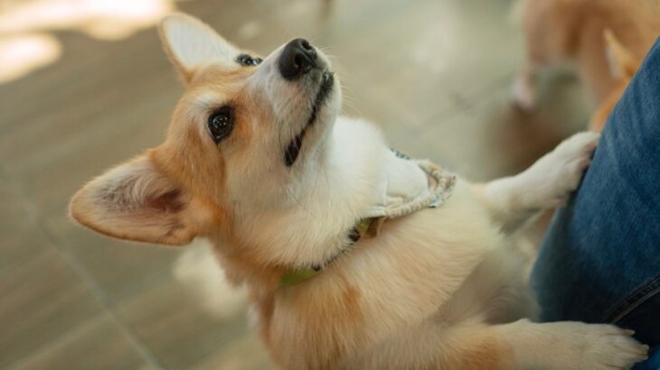 犬が『飼い主との再会』を嬉しがる理由4選　大喜びしているときに見せる仕草や行動とは？(ブログ)