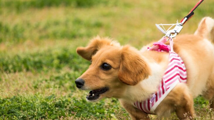 犬が『他人に吠えてしまう』心理5選　問題行動を改善するための最適なトレーニングとは？(ブログ)