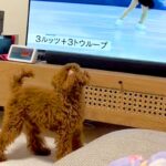 冬季オリンピックの『フィギュアスケート』を見る犬→選手が回ると…影響されすぎた『まさかの光景』が45万再生「素晴らしい演技」と絶賛(ブログ)