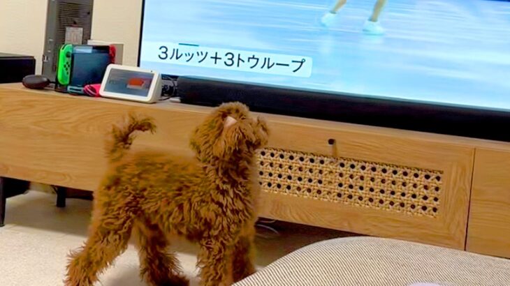 冬季オリンピックの『フィギュアスケート』を見る犬→選手が回ると…影響されすぎた『まさかの光景』が45万再生「素晴らしい演技」と絶賛(ブログ)