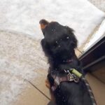 散歩に行こうとした犬→玄関を出ると『雪』が降っていて…数秒後に見せた『可愛い結末』が440万表示「犬は喜び、庭駆け回…らなくて草」と反響(ブログ)