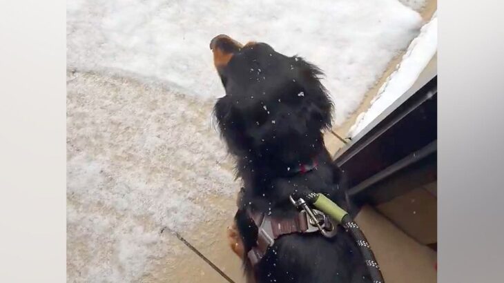 散歩に行こうとした犬→玄関を出ると『雪』が降っていて…数秒後に見せた『可愛い結末』が440万表示「犬は喜び、庭駆け回…らなくて草」と反響(ブログ)