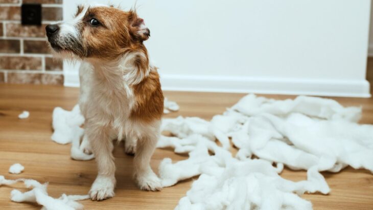 犬の『機嫌が悪い』サイン５選　愛犬の気持ちを察する方法や機嫌を直してもらうためにできることまで(ブログ)