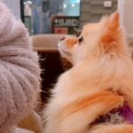 飲食店の男性に『恋』をしてしまった犬→もはやストーカー並みの『ロックオン』が21万再生「わんちゃんだから許されるｗ」「恋する乙女の目」(ブログ)