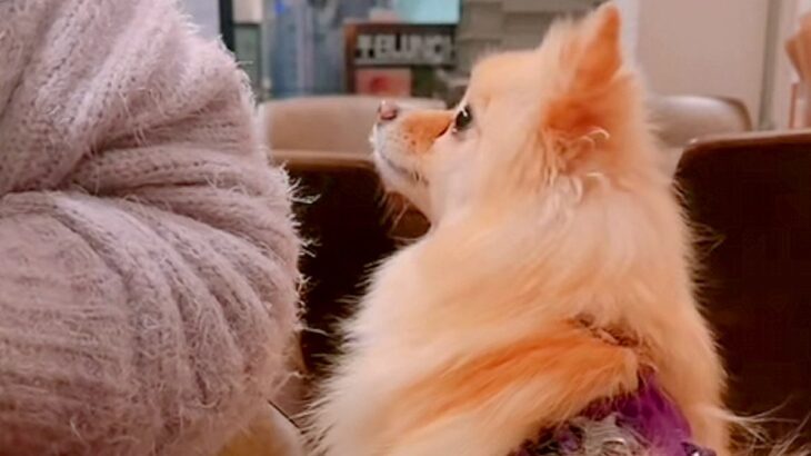 飲食店の男性に『恋』をしてしまった犬→もはやストーカー並みの『ロックオン』が21万再生「わんちゃんだから許されるｗ」「恋する乙女の目」(ブログ)