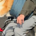 散歩中の犬3匹が『全員帰宅拒否してしまった』結果→自転車で…思わず二度見する『まさかの光景』が12万再生「散歩とはｗ」「すまし顔で草」(ブログ)