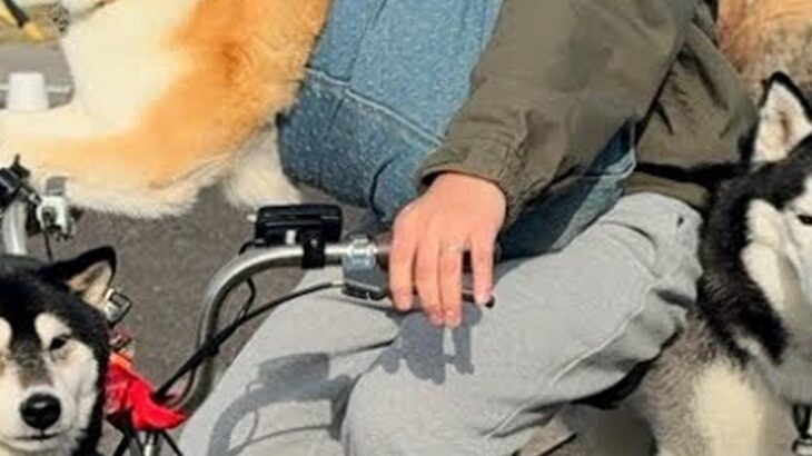散歩中の犬3匹が『全員帰宅拒否してしまった』結果→自転車で…思わず二度見する『まさかの光景』が12万再生「散歩とはｗ」「すまし顔で草」(ブログ)