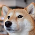 犬が『キュンキュン』と鳴く心理3選　注意すべき状態や体調不良の可能性まで(ブログ)