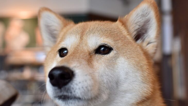 犬が『キュンキュン』と鳴く心理3選　注意すべき状態や体調不良の可能性まで(ブログ)