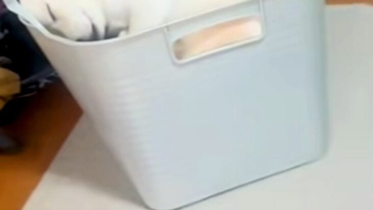 洗濯物を畳もうとしていたら、洗濯カゴの中に…絶対に家事が進まない『まさかの光景』が13万再生「綺麗に収まってる」「シンデレラフィット」(ブログ)