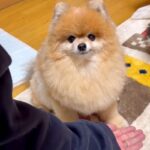 犬がはじめて『お手』をできるようになった結果…あまりにも可愛い『パシパシたたく光景』に絶賛「しばくスタイルで草」「可愛すぎて5回見た」(ブログ)